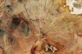 Colorful Petrified Wood (Araucaria) Round - Madagascar #325143-1